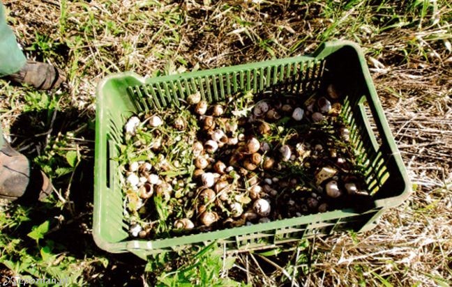 Zbieranie ślimaków | fot. materiały inwestora