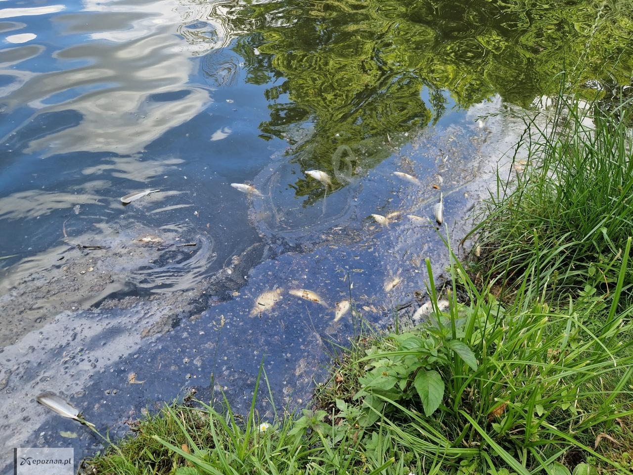 Śnięte ryby w stawie Parku Sołackiego. | fot. Czytelnik