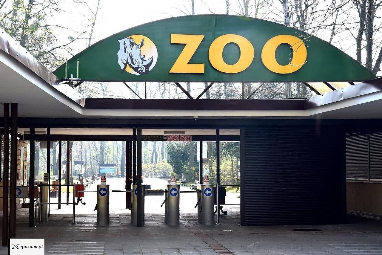 Zdjęcie ilustracyjne, archiwum | fot. Zoo Poznań Official Site / Facebook