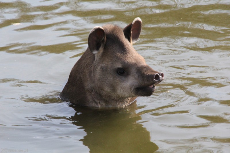 Kąpiele tapirów | fot. Nowe ZOO