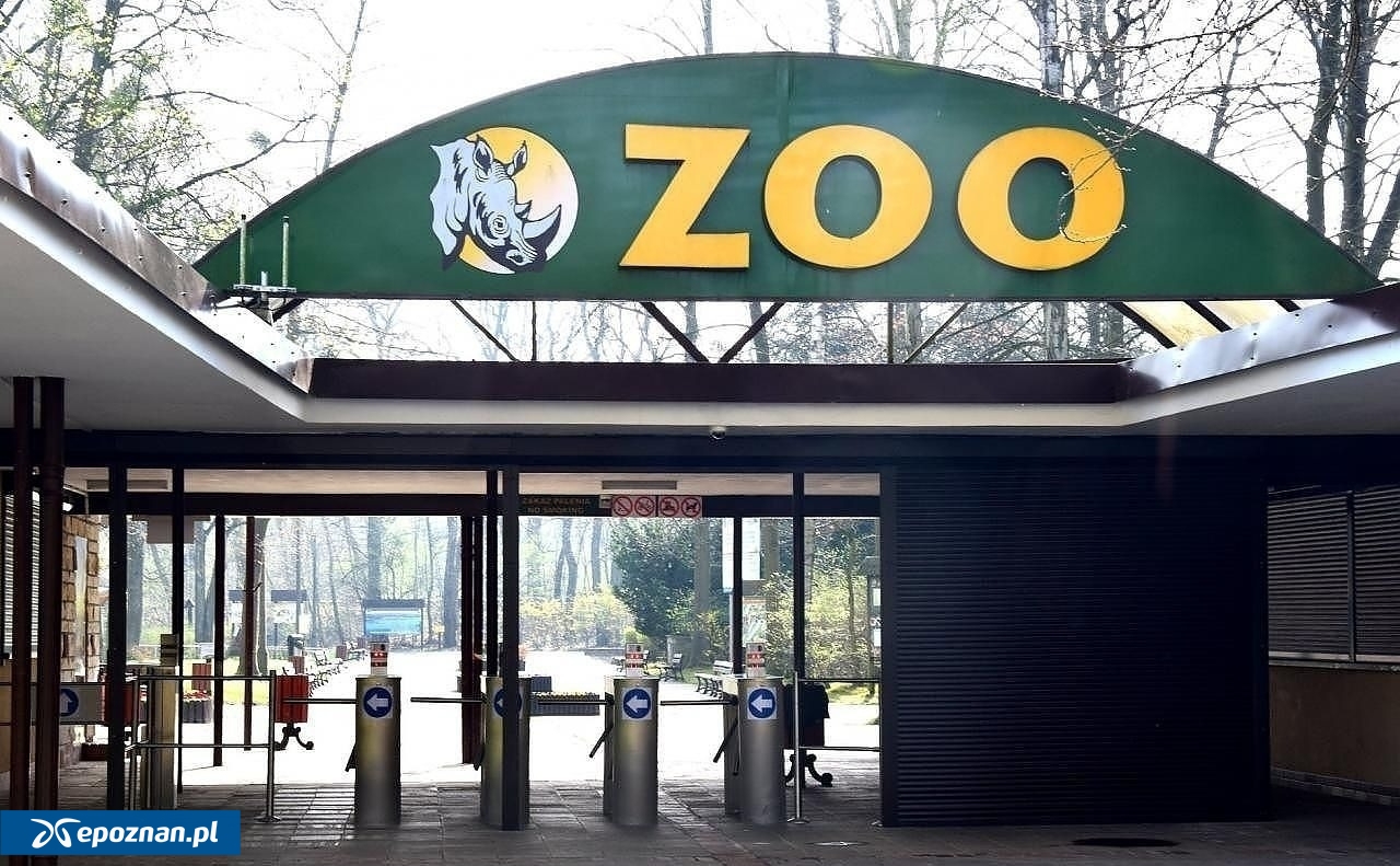 fot. ZOO Poznań Official / Facebook