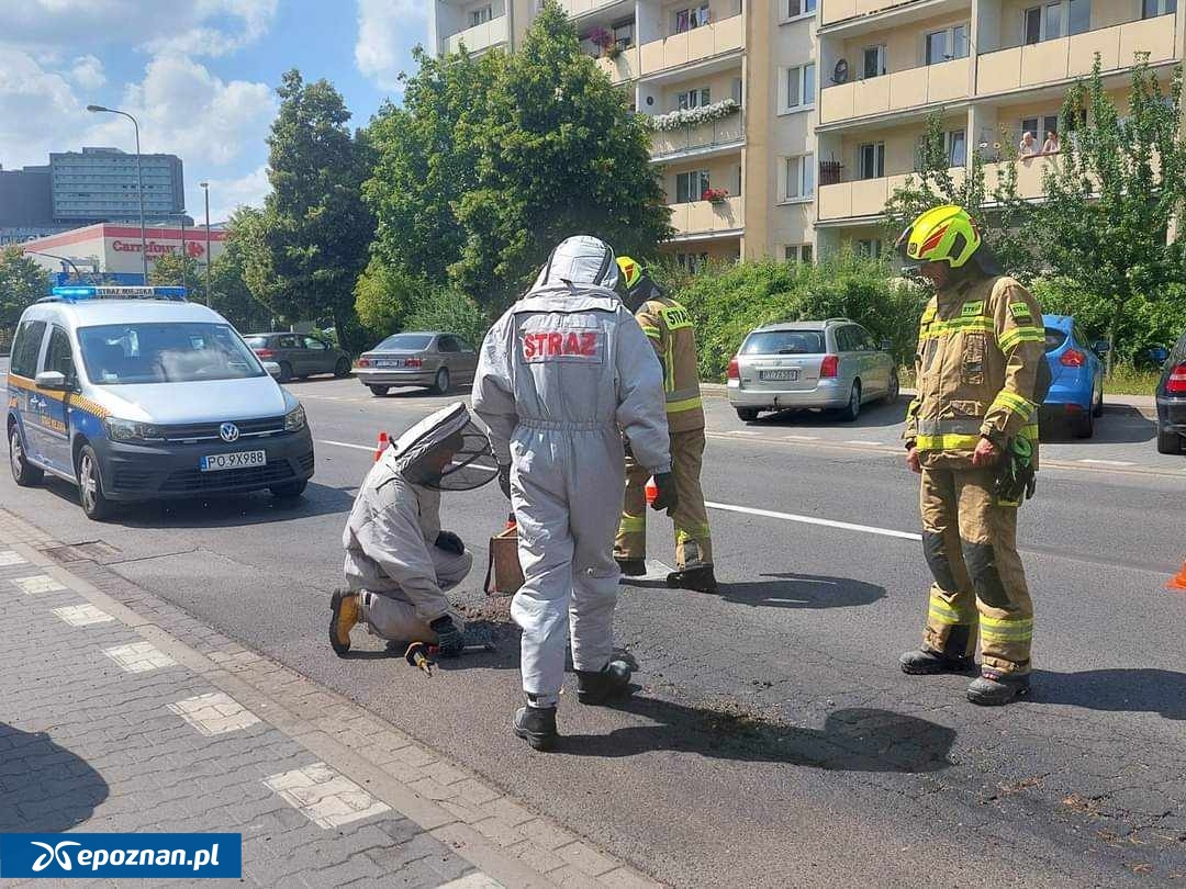 fot. Straż Miejska Miasta Poznania.