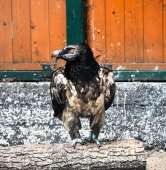 fot. ZOO Poznań