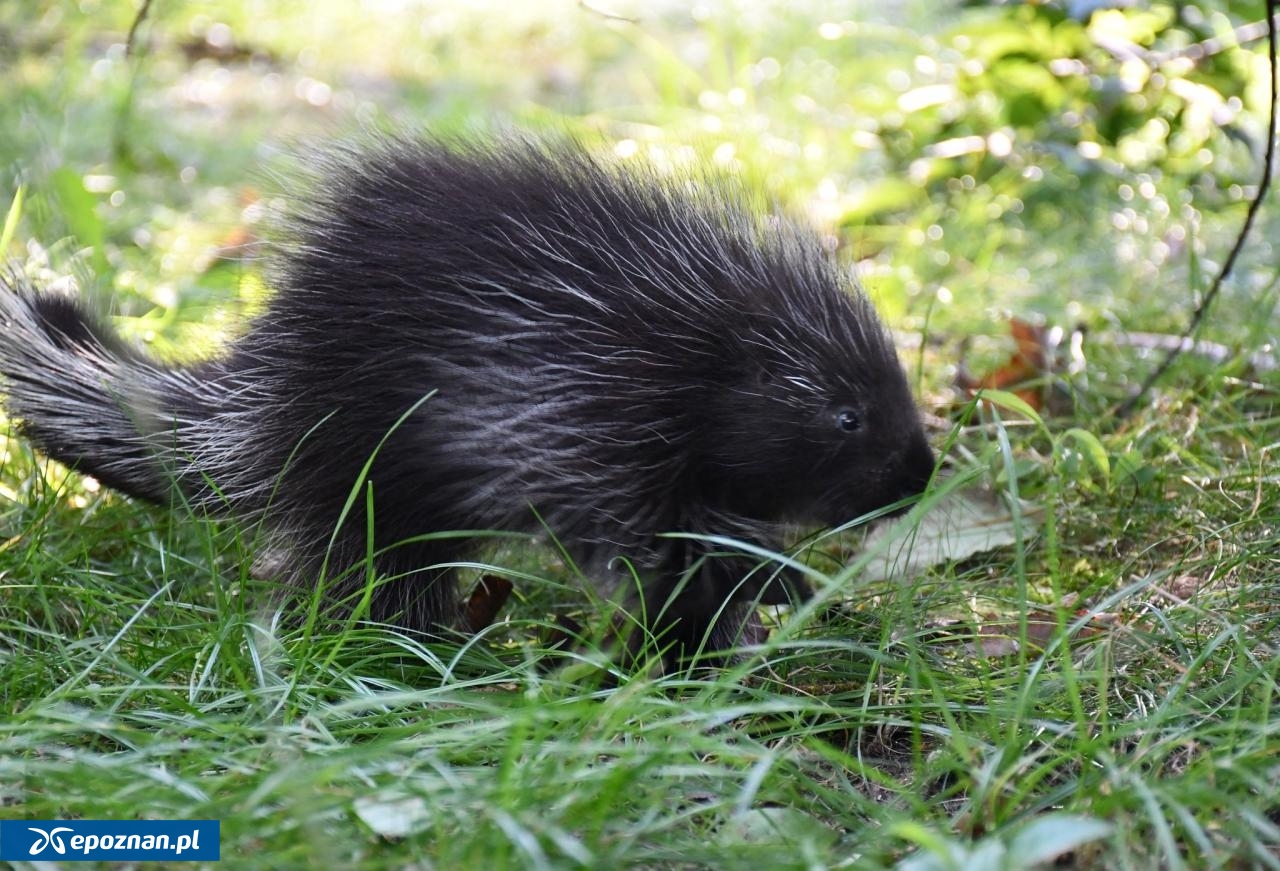 fot. ZOO Poznań Official / Facebook