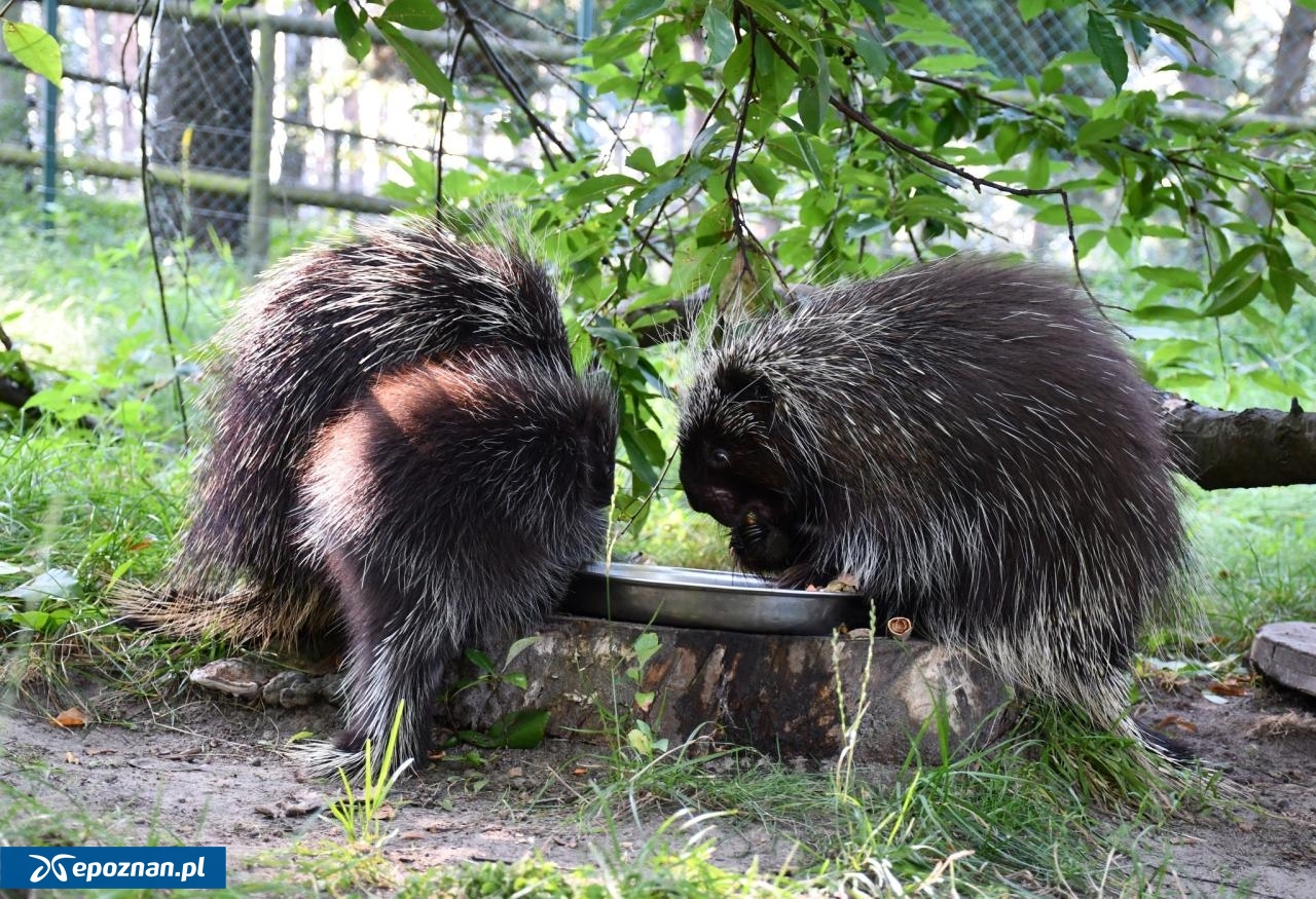 fot. ZOO Poznań Official / Facebook