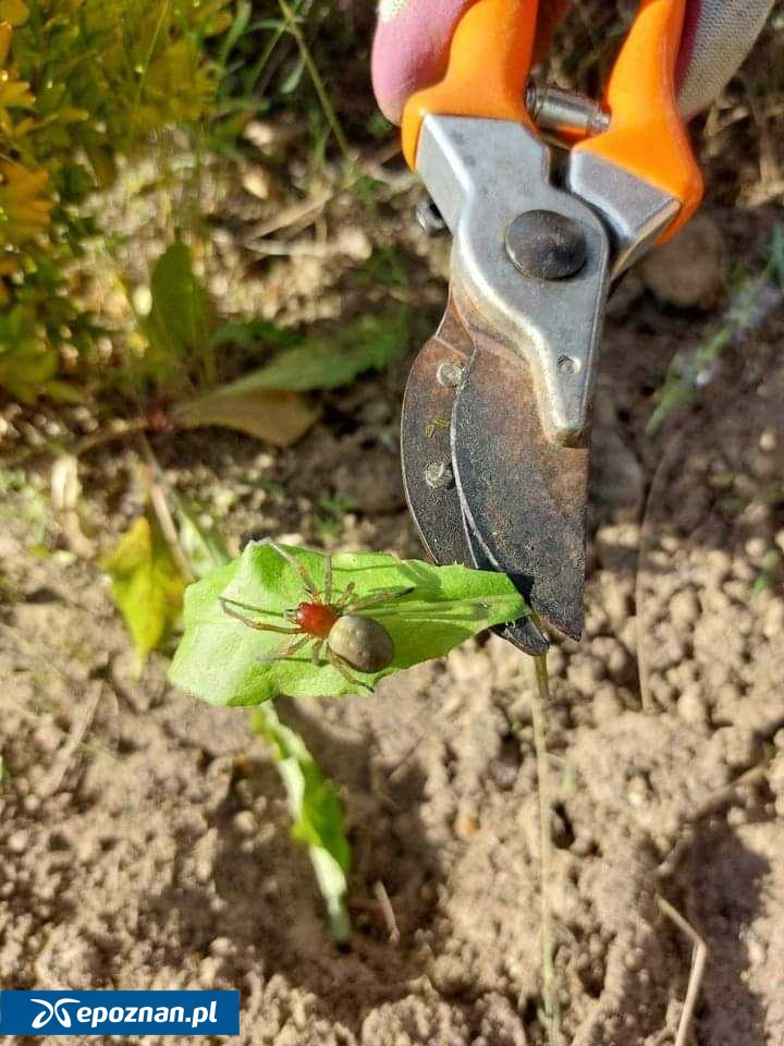 fot. A.P./Wieści Międzychodzkie/Facebook.