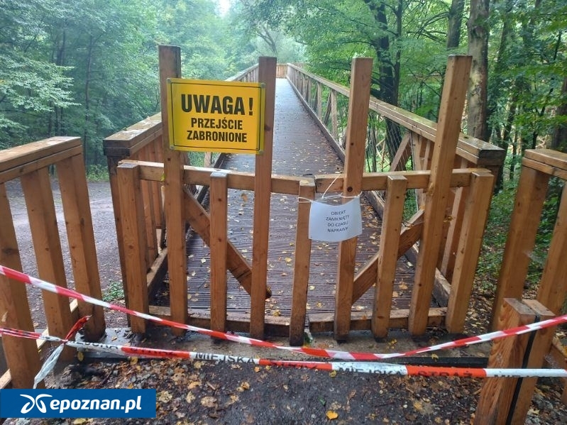Tak wyglądała ścieżka zabezpieczona przez leśników. | fot. ZLP