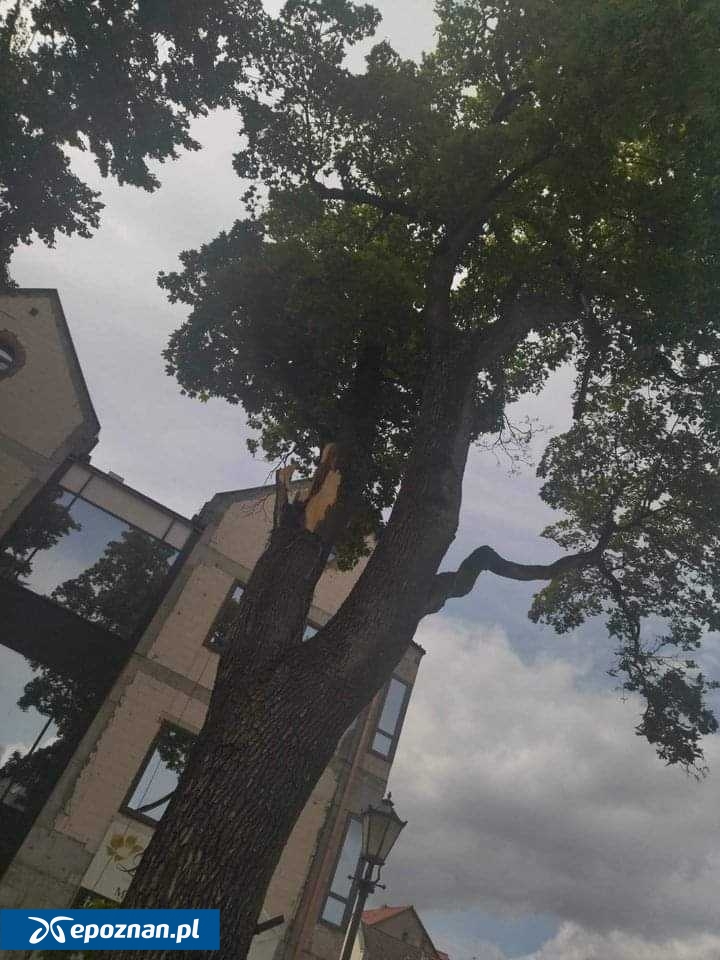 fot. Ania i Barbara, Czytelniczki portalu "Wieści Międzychodzkie"/Facebook.