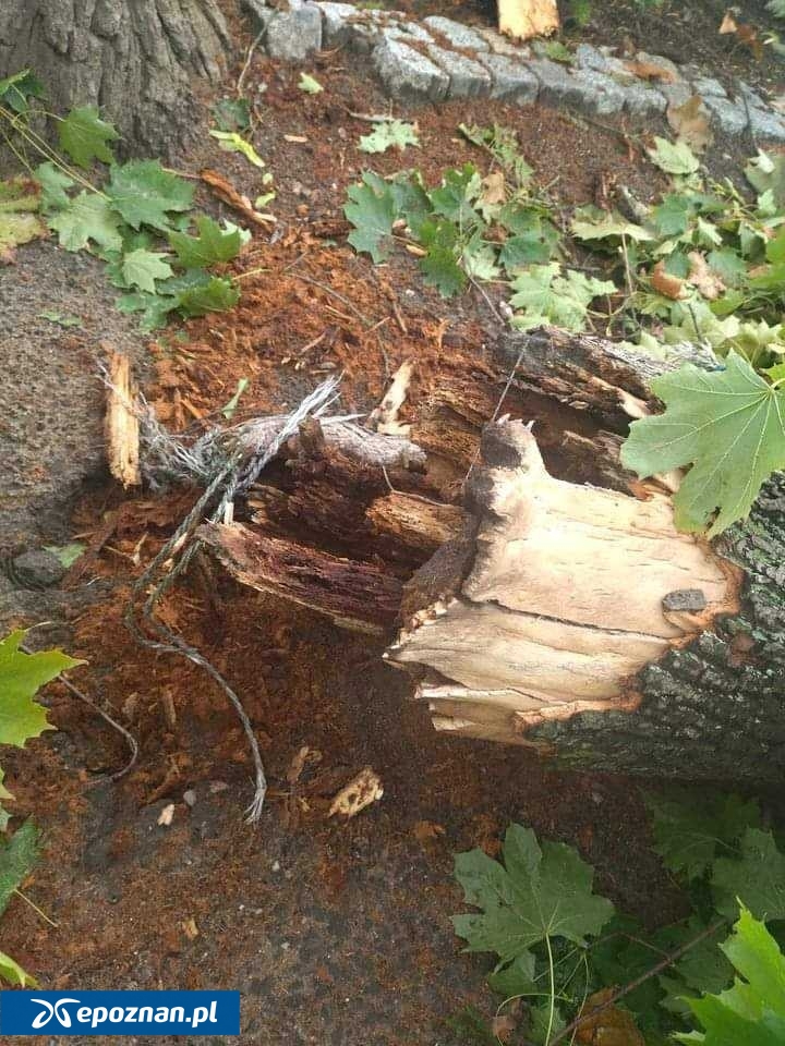 fot. Ania i Barbara, Czytelniczki portalu "Wieści Międzychodzkie"/Facebook.