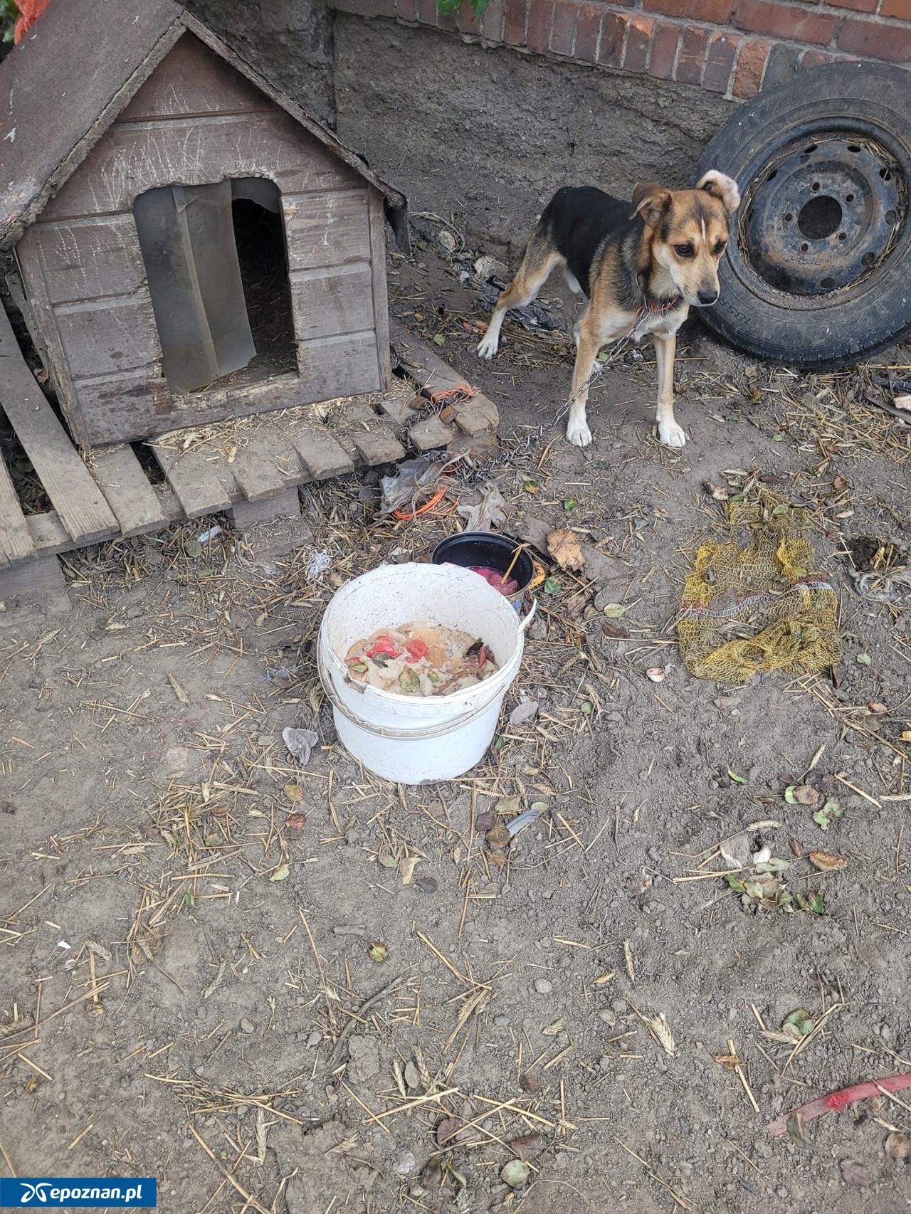 fot. Kaliskie Stowarzyszenie Pomocy Dla Zwierząt Help Animals / FB