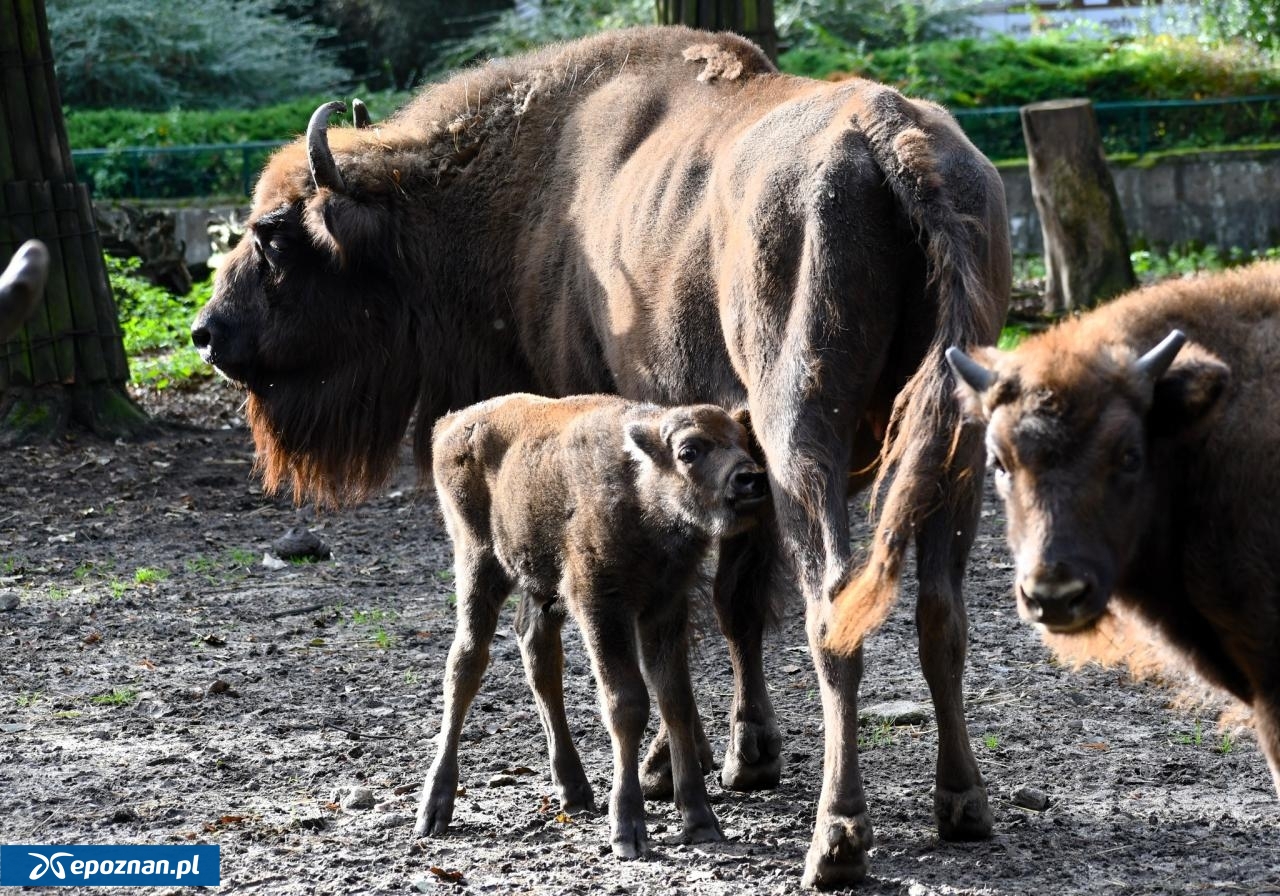 fot. ZOO Poznań Official / Facebook