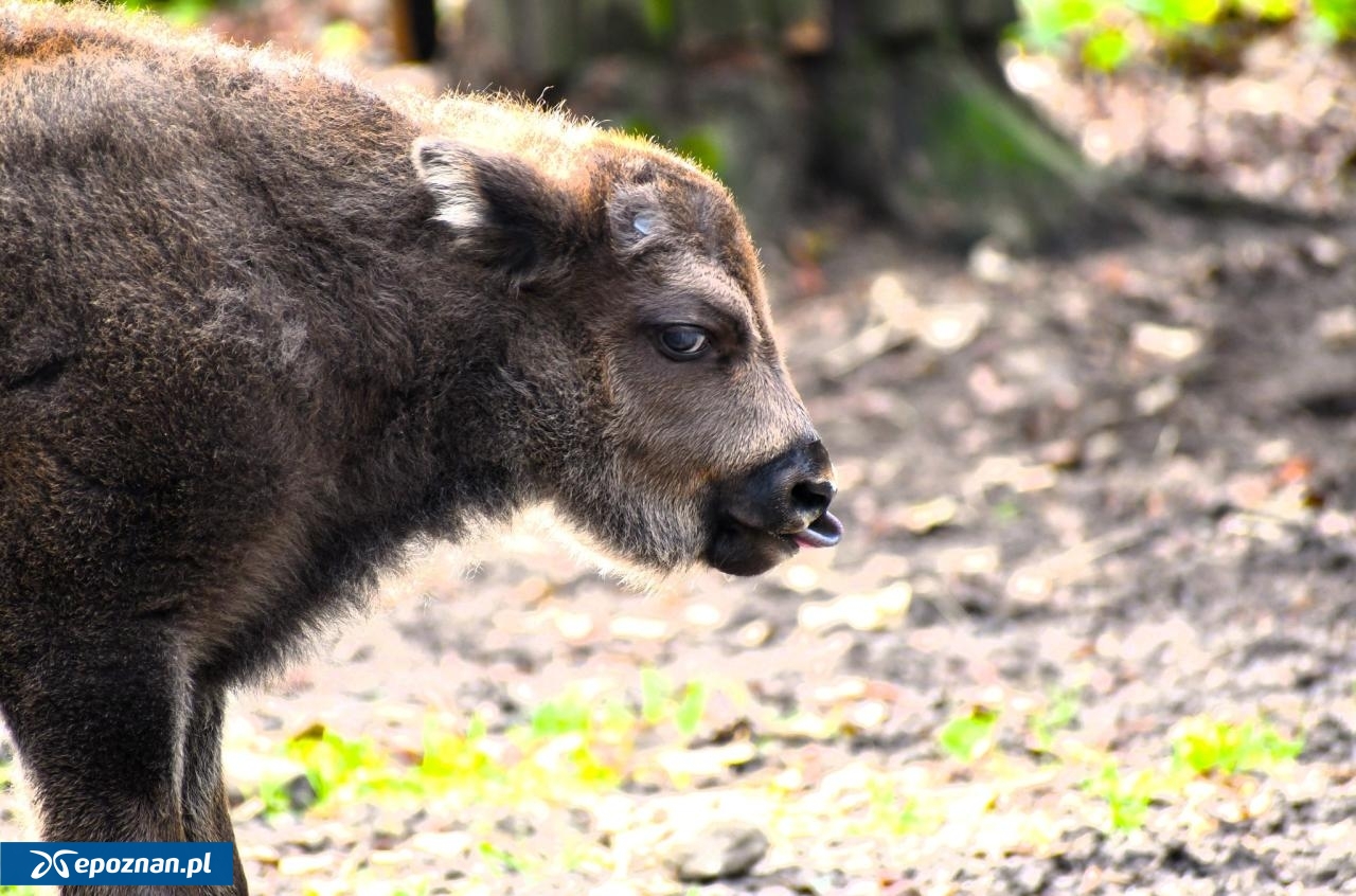 fot. ZOO Poznań Official / Facebook