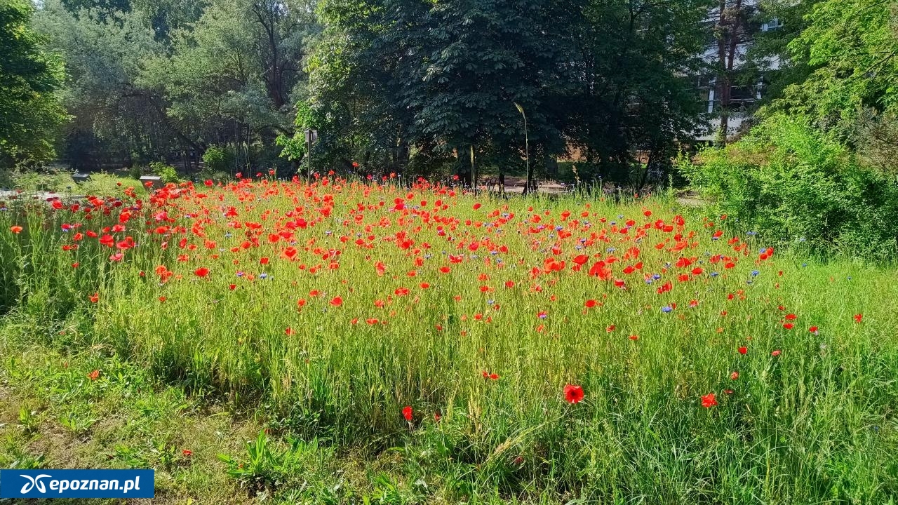 Ogród w maju. | fot. Piotr Lupa