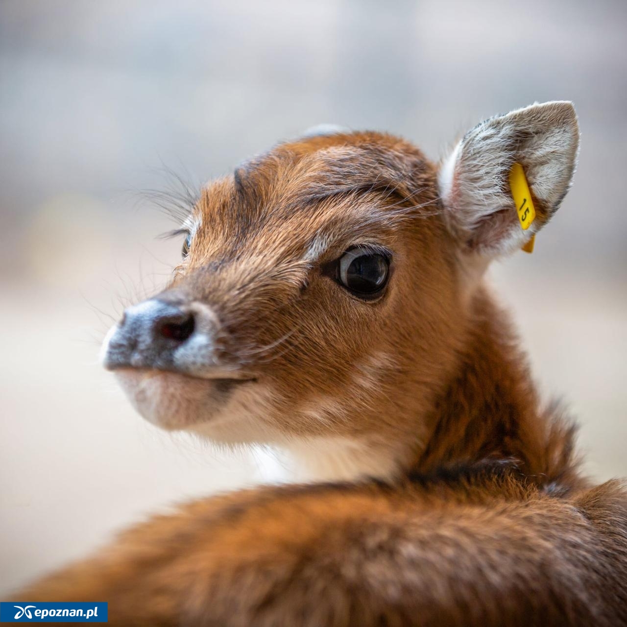 fot. ZOO Poznań Official / Facebook