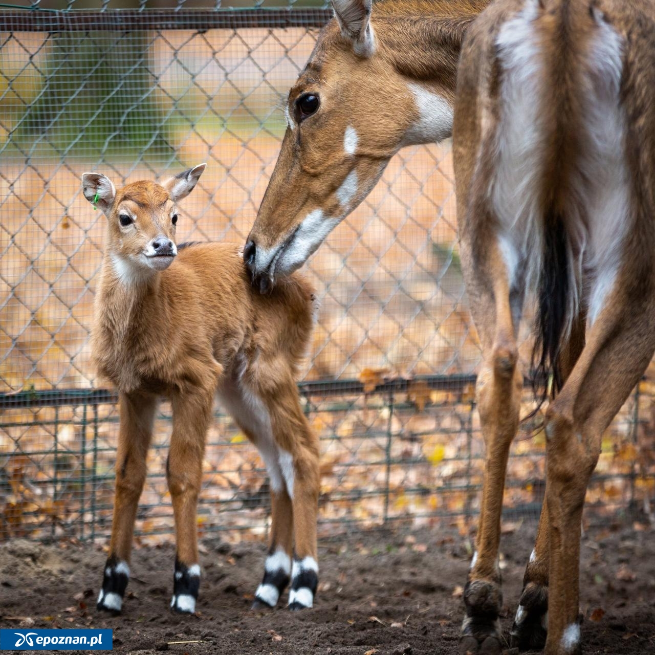 fot. ZOO Poznań Official / Facebook