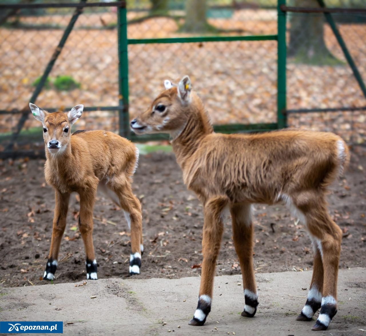 fot. ZOO Poznań Official / Facebook