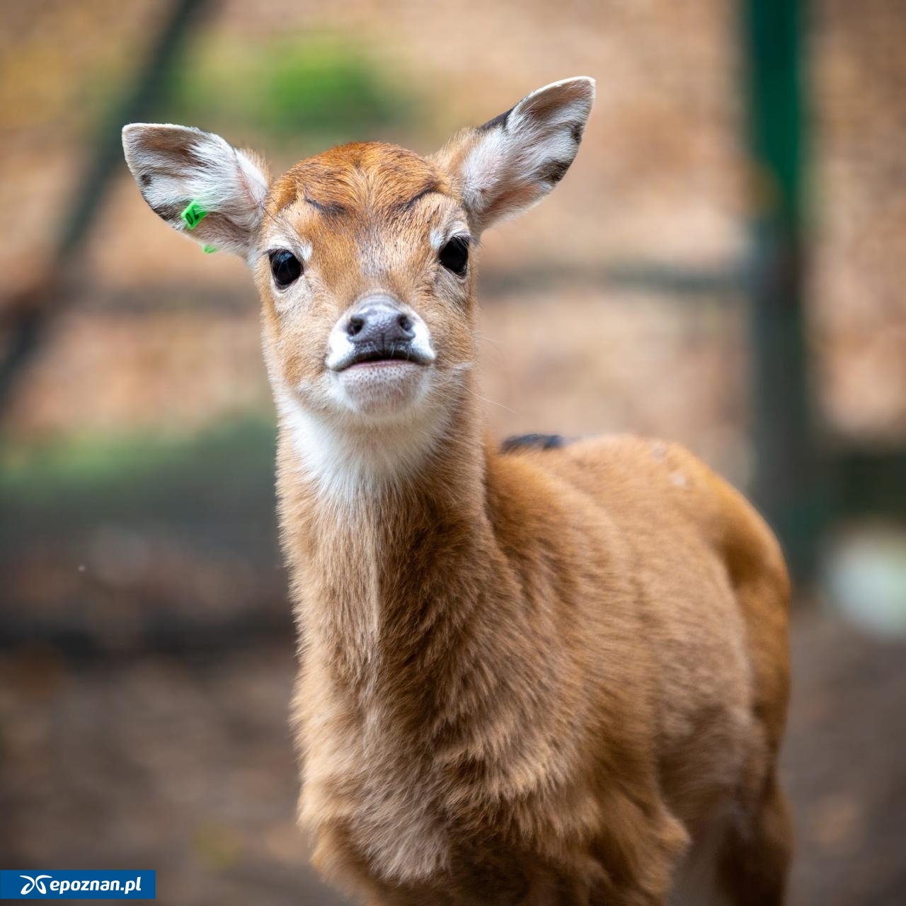 fot. ZOO Poznań Official / Facebook