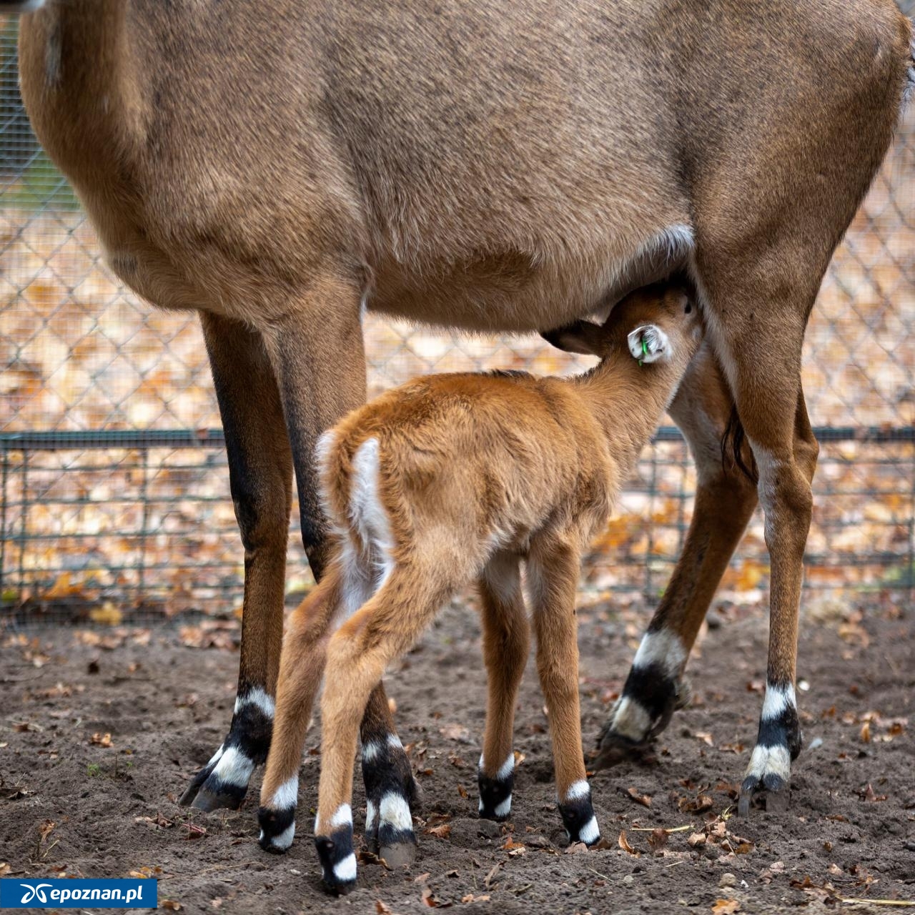 fot. ZOO Poznań Official / Facebook