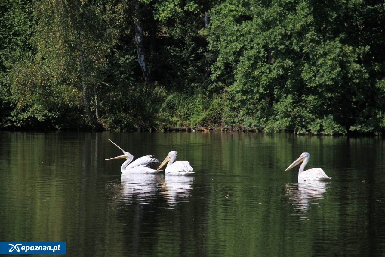 Zdjęcie ilustracyjne. | fot. zoo.poznan.pl/archiwum