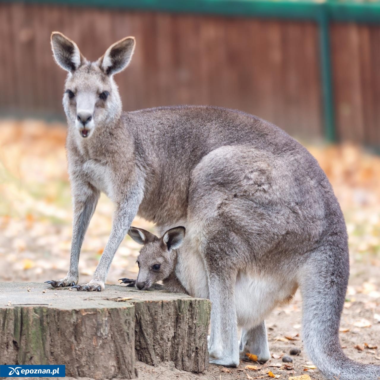 fot. ZOO Poznań Official / Facebook