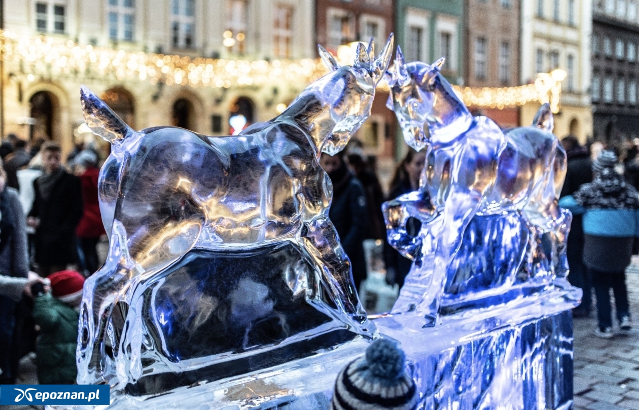 fot. UM Poznań