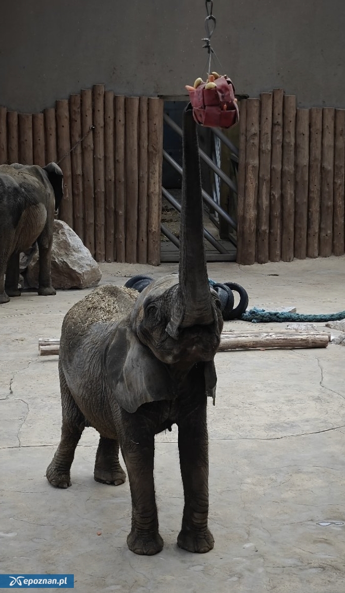 fot. ZOO Poznań Official / Facebook