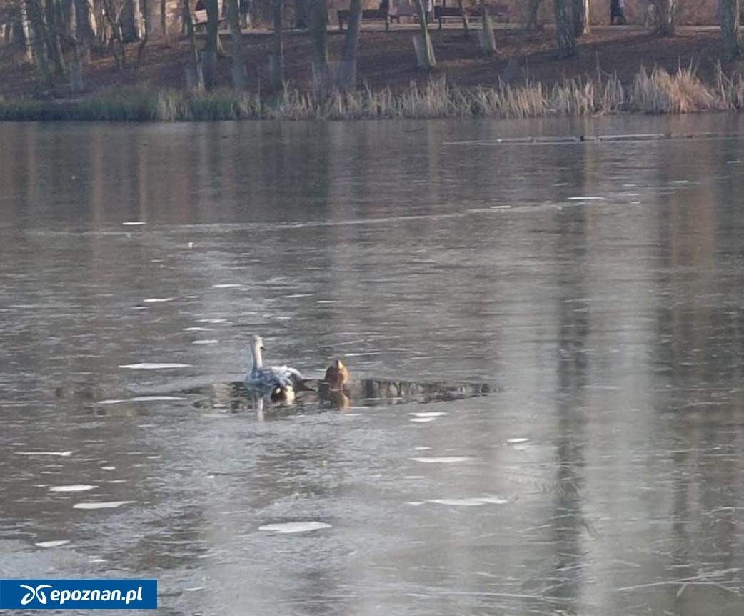 fot. Ośrodek Rehabilitacji Dzikich Zwierząt w Kościanie / FB