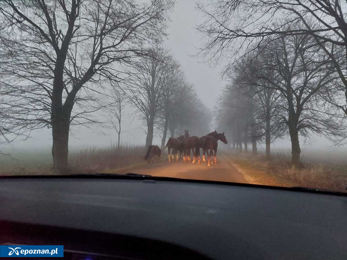 fot. KPP Kościan