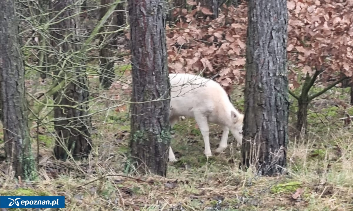 fot. Nadleśnictwo Koło, Lasy Państwowe / FB