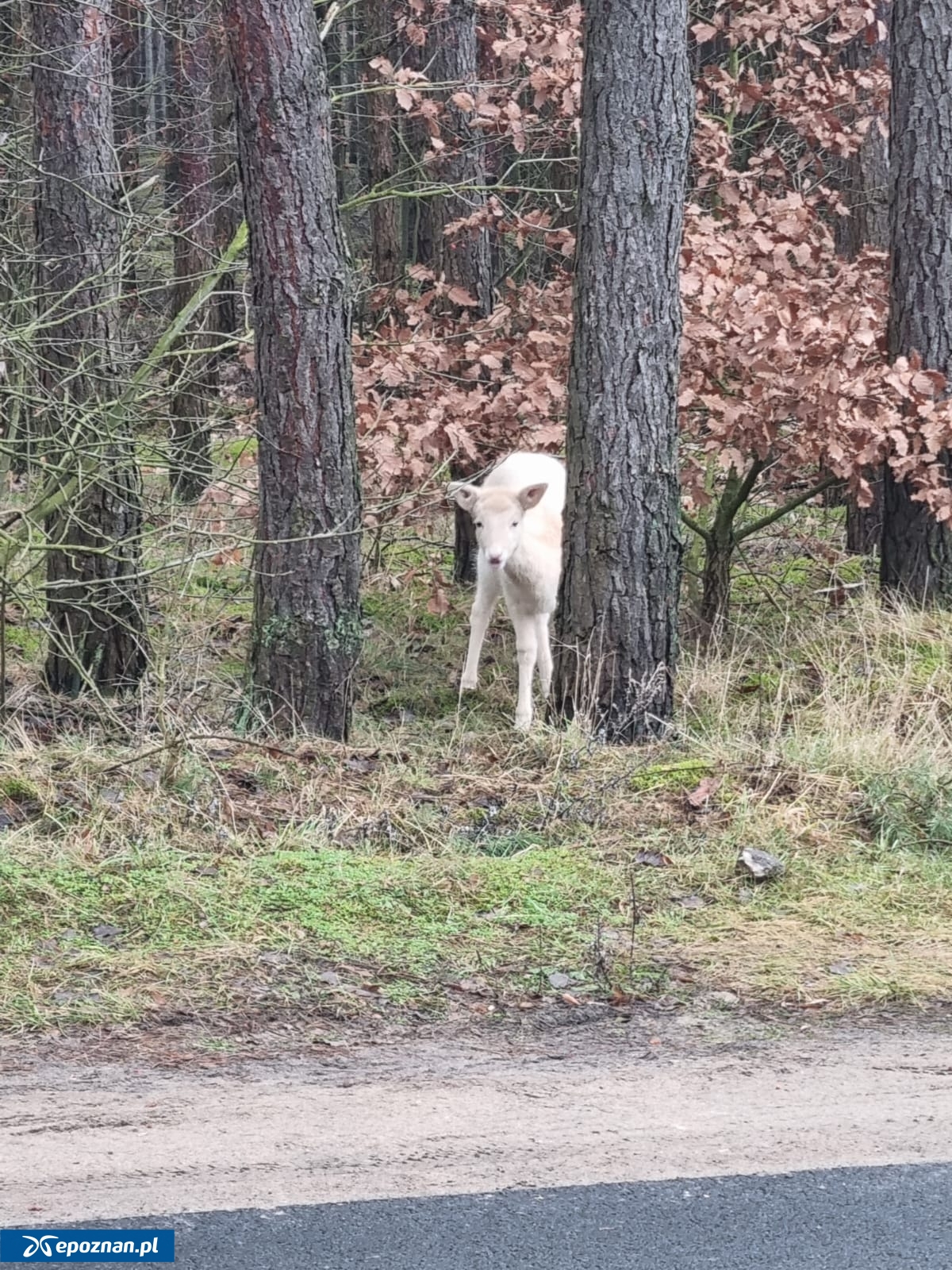 fot. Nadleśnictwo Koło, Lasy Państwowe / FB