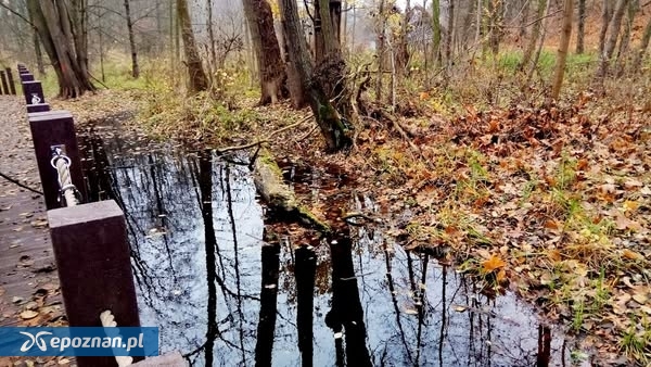 fot. Poznawcze szlaki rekreacyjno-turystyczne Leśnictwa Antoninek - ścieżka przez teren bagienny/Zakład Lasów Poznańskich/Facebook.