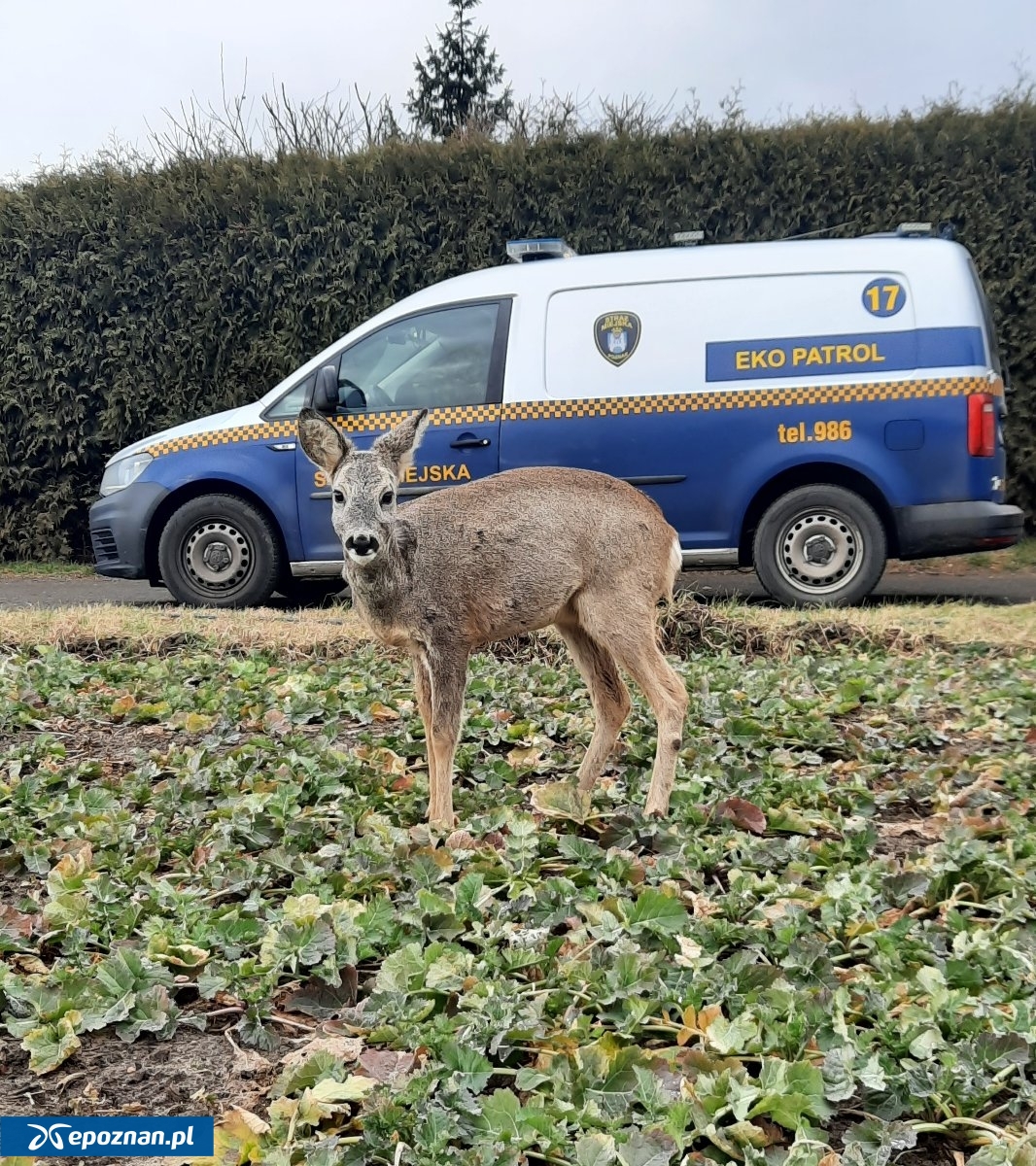 fot. Straż Miejska Miasta Poznania