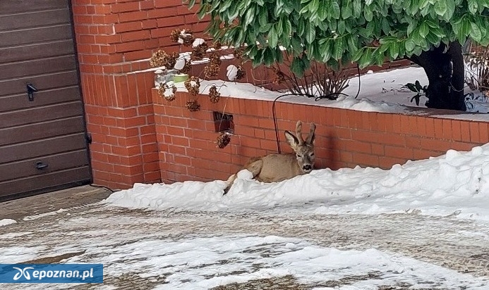 fot. Straż Miejska w Poznaniu