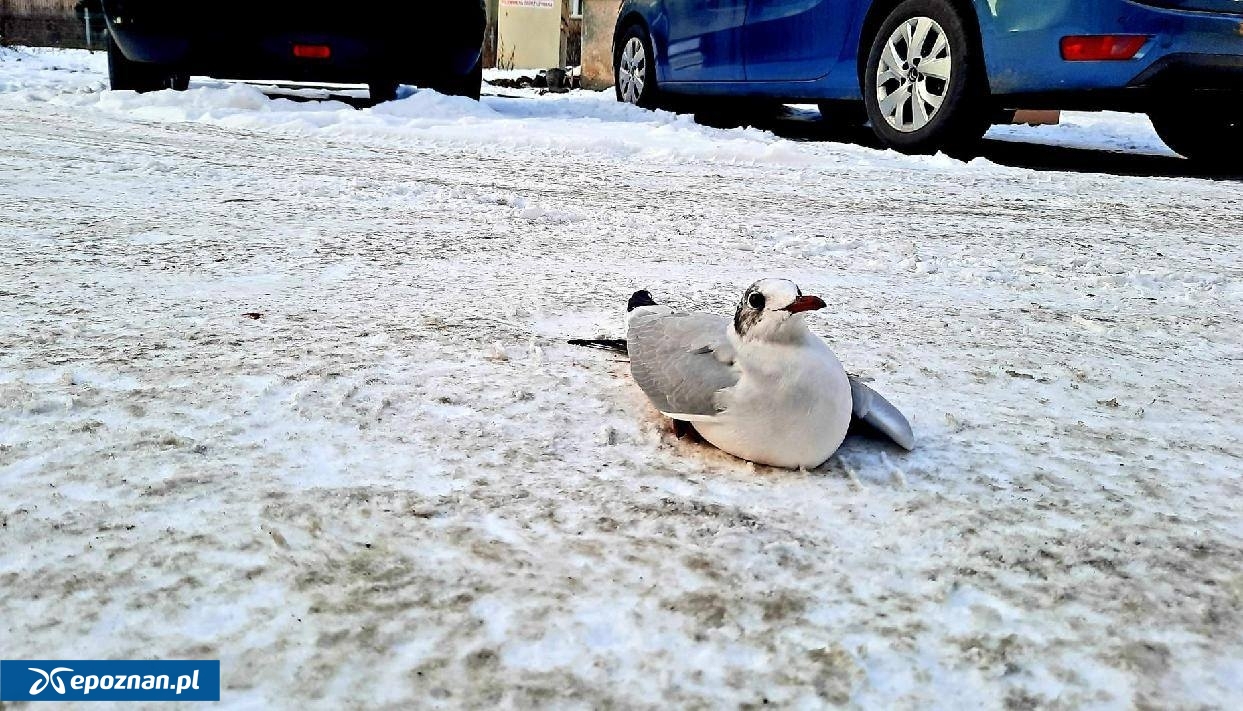 fot. Straż Miejska Miasta Poznania/Ekopatrol.