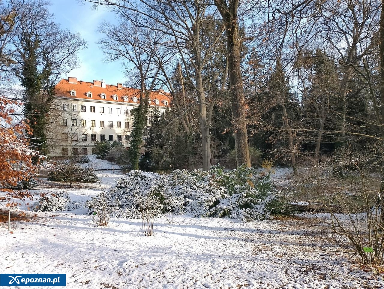 archiwum | fot. Ogród Dendrologiczny Uniwersytetu Przyrodniczego w Poznaniu / FB