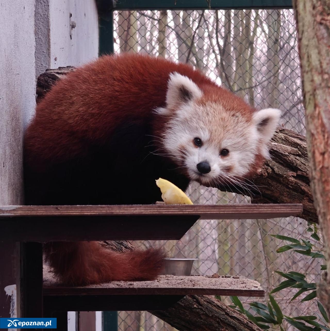 fot. ZOO Poznań Official / Facebook