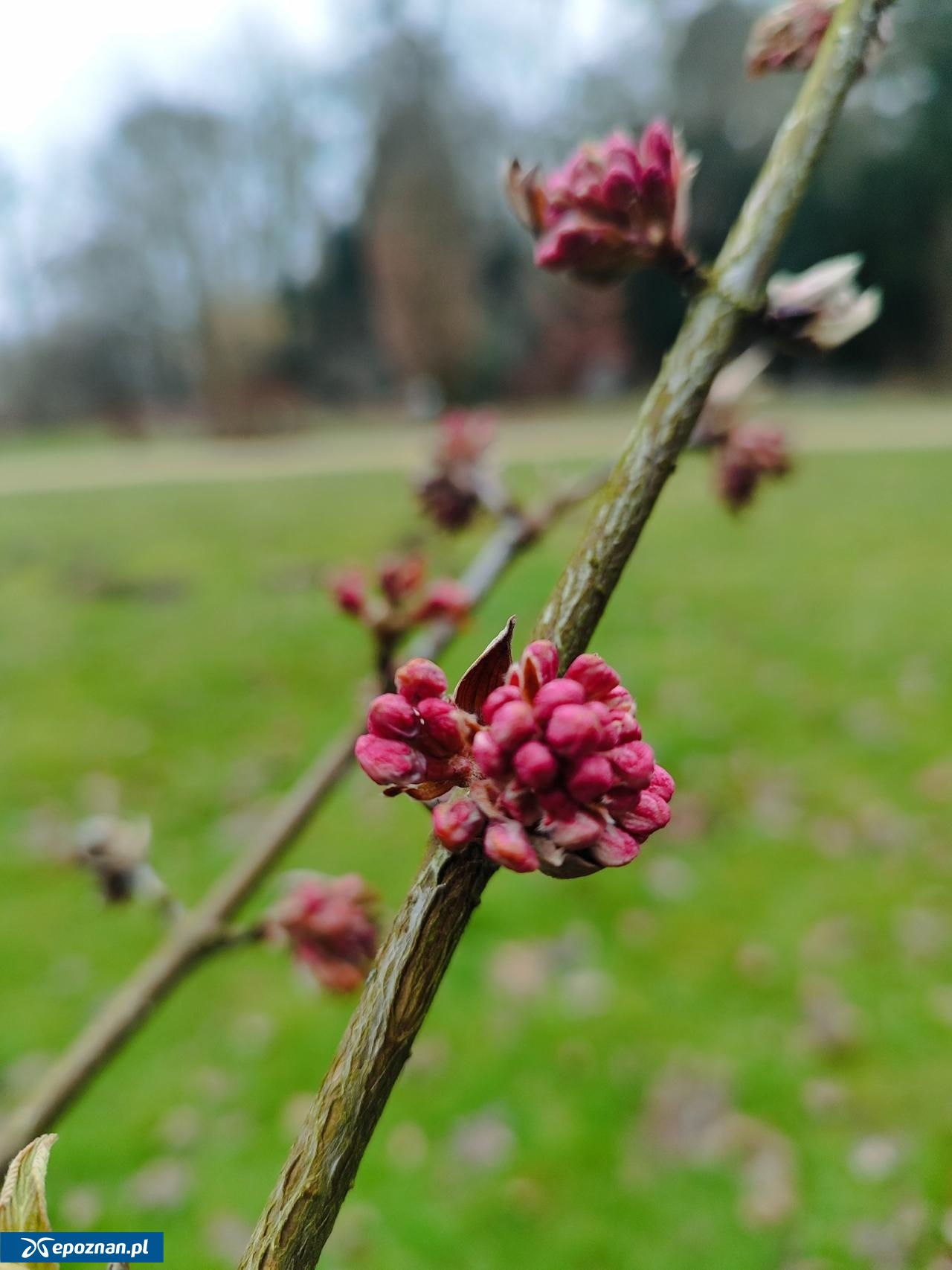 fot. Arboretum Kórnickie FB