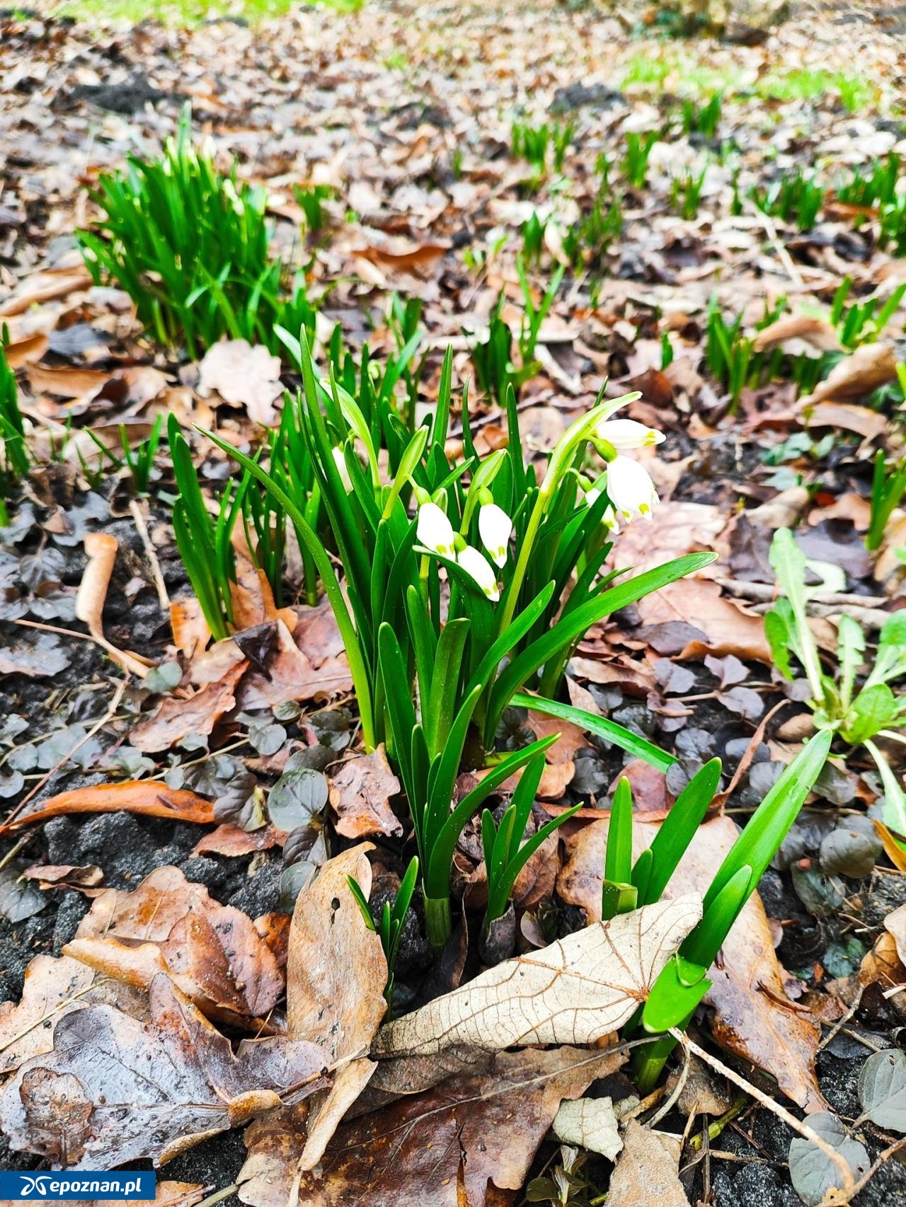 fot. Arboretum Kórnickie FB