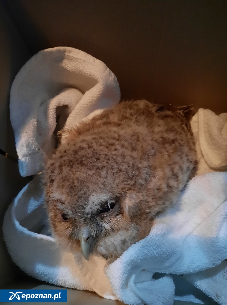 fot. Straż Miejska Miasta Poznania / FB