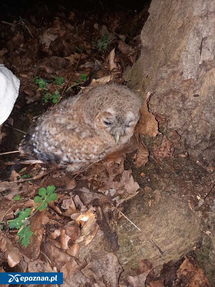 fot. Straż Miejska Miasta Poznania / FB