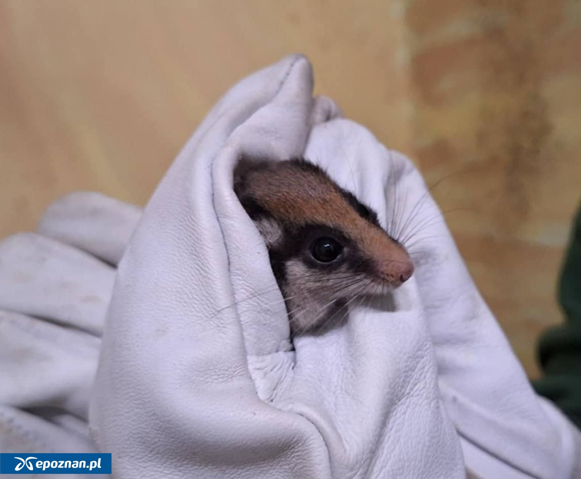 fot. Karolina Ratajczak / ZOO Poznań Official / Facebook