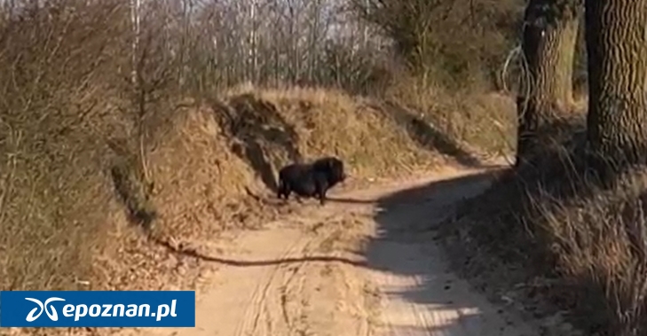 fot. Kadr filmu przesłanego od Czytelnika.