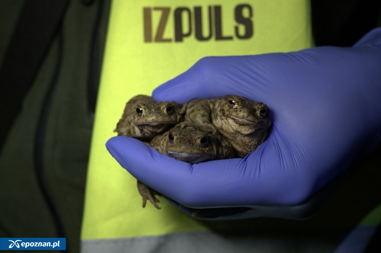 fot. Anna Maria Kubicka, Katedra Zoologii UPP