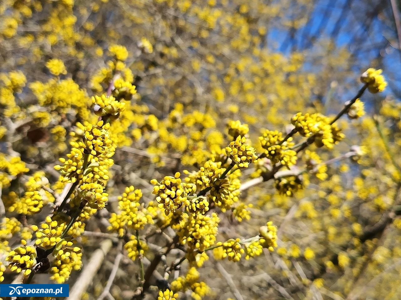 fot. Arboretum Kórnickie FB