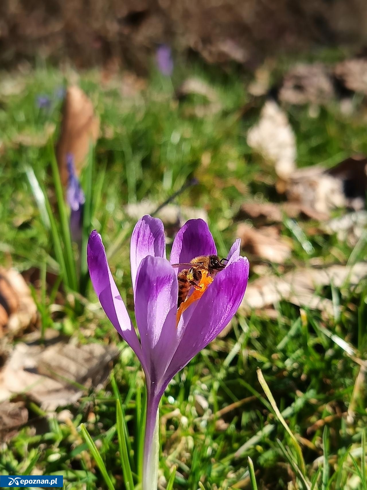 fot. Arboretum Kórnickie FB