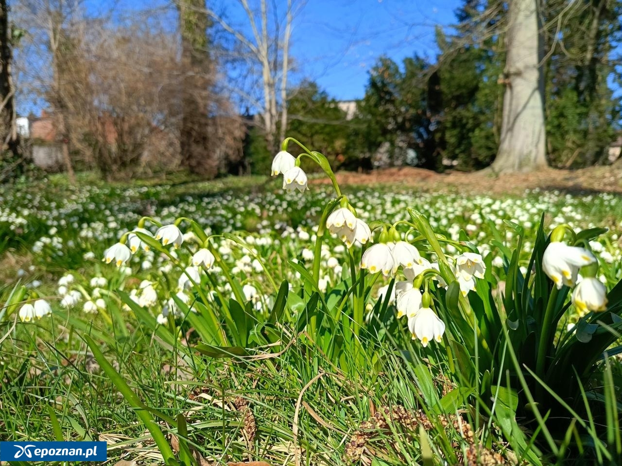 fot. Arboretum Kórnickie FB