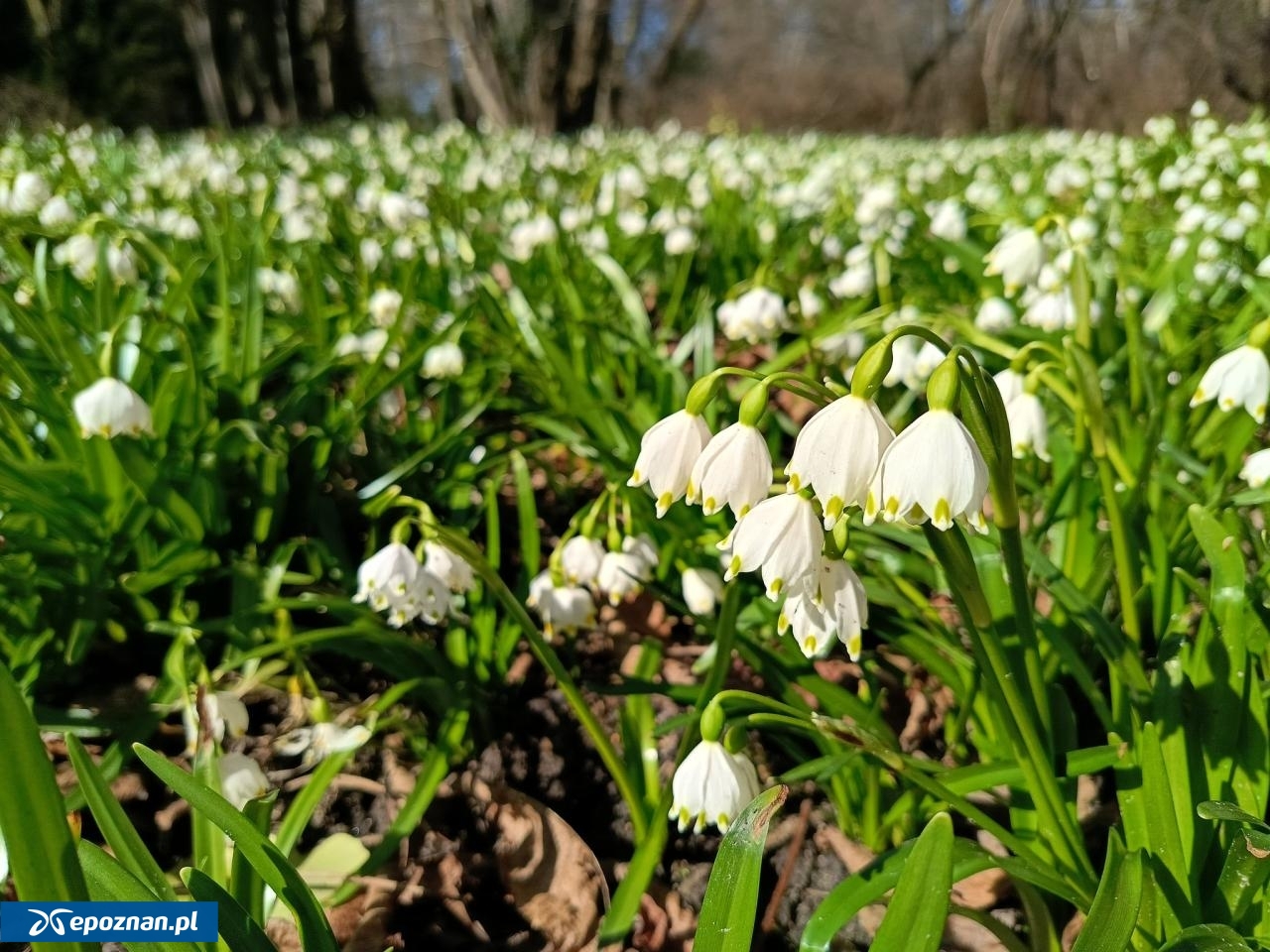 fot. Arboretum Kórnickie FB