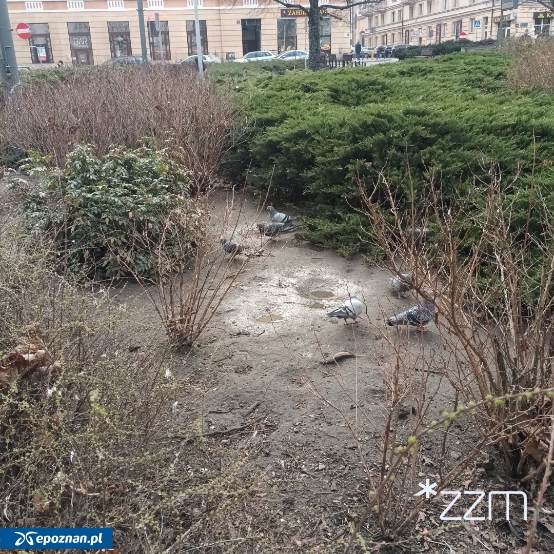 fot. ZZM Poznań / FB