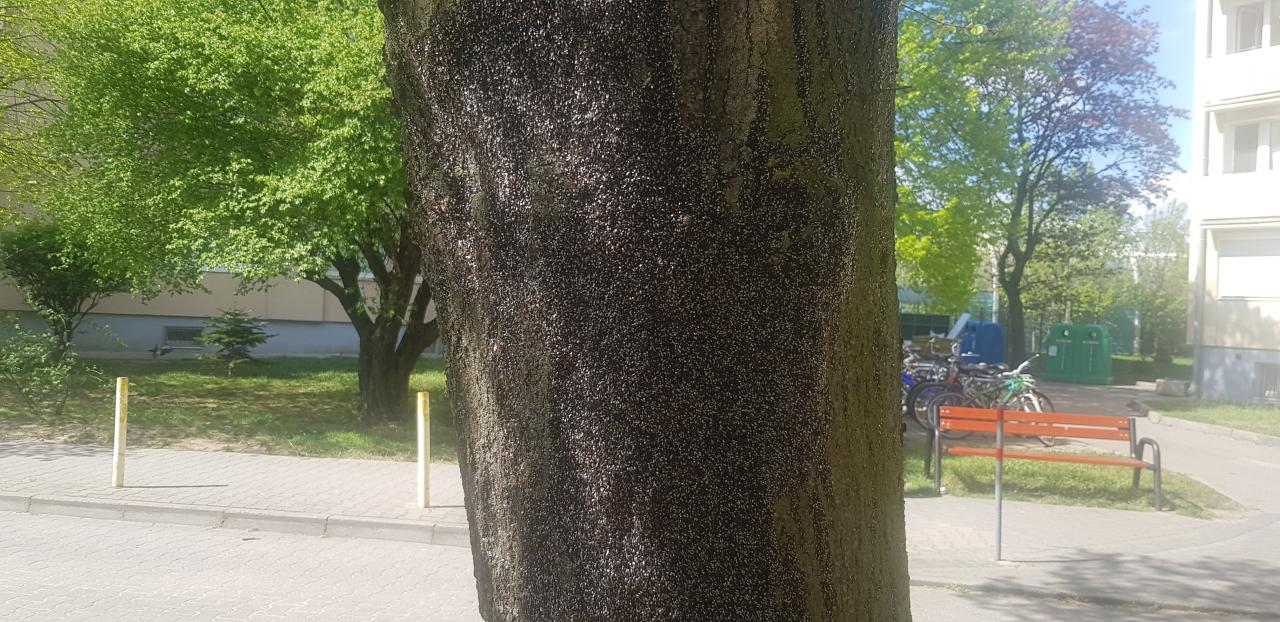 Inwazja owada znów w Poznaniu. "Są ich miliony, aż nie wiem co będzie jak dorosną"