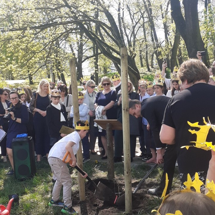 Klon jednego z najstarszych dębów w Polsce zasadzony w poznańskim parku